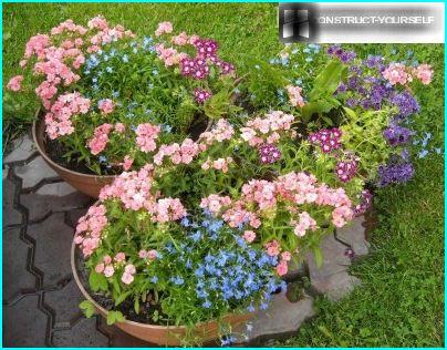 Composition colorée avec des lobelias en pots de fleurs