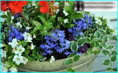 Lobelia dans un pot de fleurs avec pélargonium et pétunia