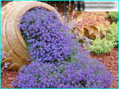 Lobelia blu simula l'acqua