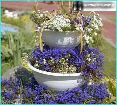 Delicata composizione paesaggistica di lobelia e alissum