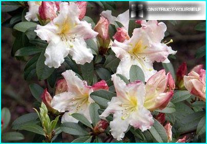 Rhododendron adams