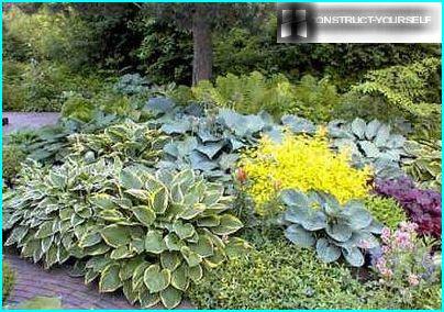 Variegated foliage dekorativnolistvennye host