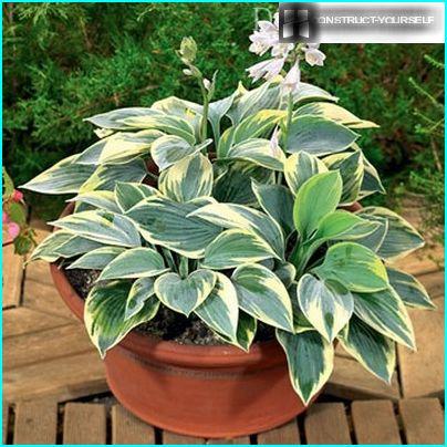 Variegated Hosta in the flowering period