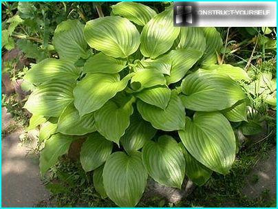 Plantain host at their summer cottage