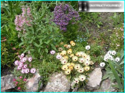 Dorotheantus com flores altas