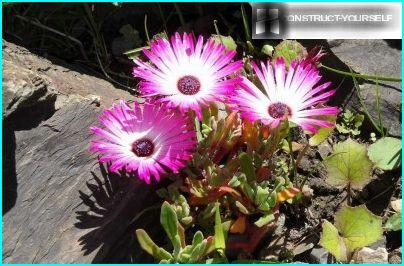 Marguerite en verre dans le jardin de rocaille