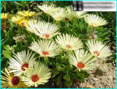 Marguerite en cristal