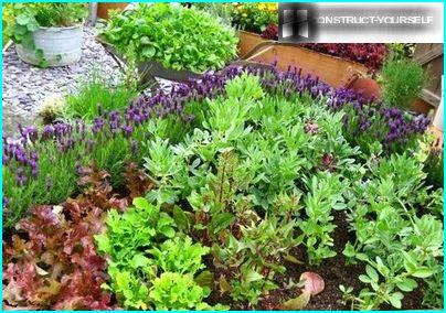 La combinación de colores de la vegetación en el jardín.